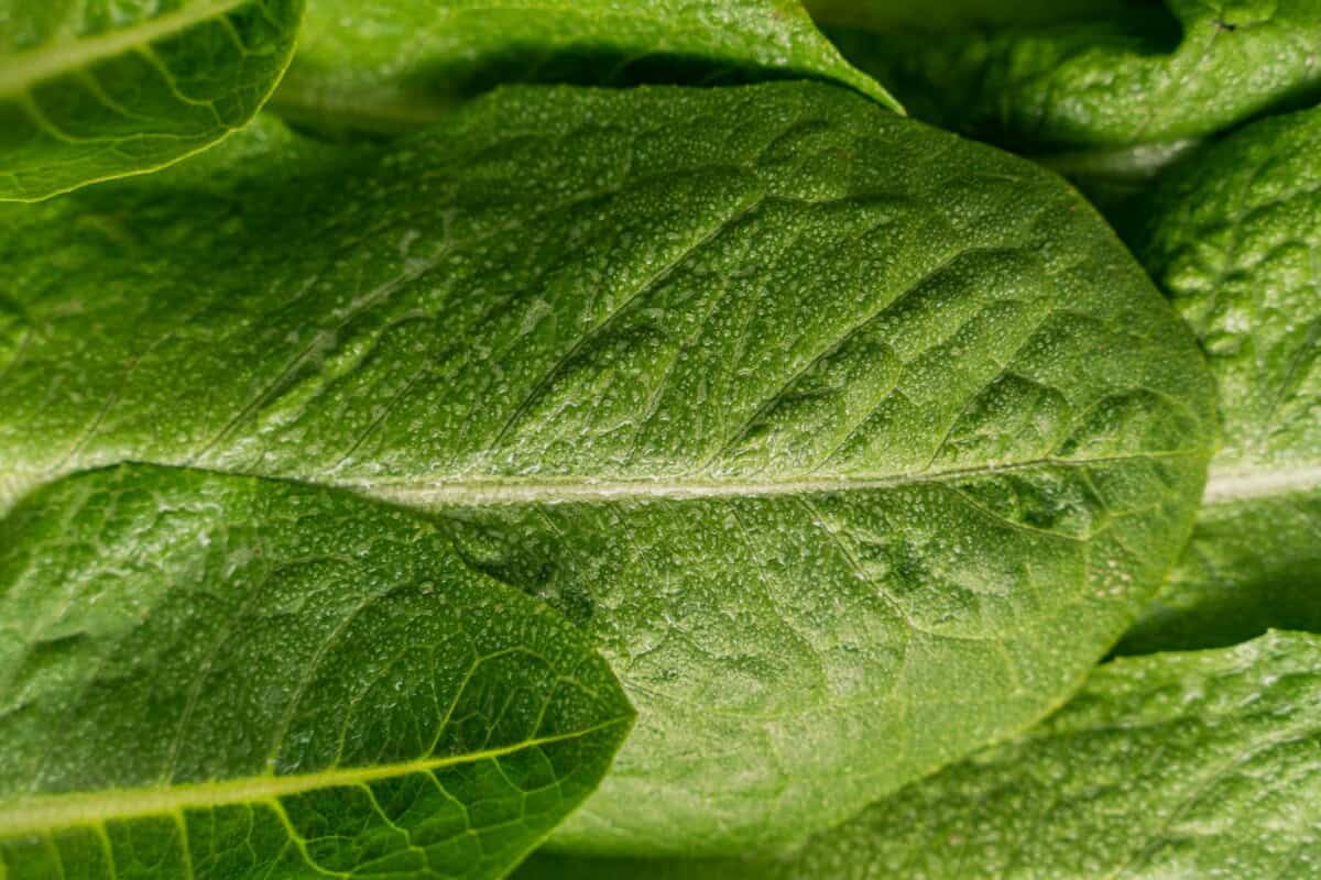 Macro shot of fresh green lettuce leaves showcasing texture and dew drops. Perfect for healthy eating concepts. The Science Behind Beard Growth and Nutrition